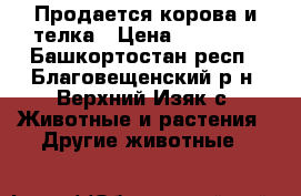Продается корова и телка › Цена ­ 50 000 - Башкортостан респ., Благовещенский р-н, Верхний Изяк с. Животные и растения » Другие животные   